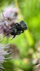 A close up of a white spotted rose beetle. Macro photography.