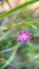 Maiden pink flower (Dianthus) macro photography. Pink flower petals close up. 