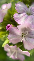 Maiden pink flower (Dianthus) macro photography. Pink flower petals close up. 
