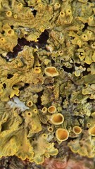 Yellow lichen growing on a tree bark macro photography. A close up of a bright yellow and orange lichen. 