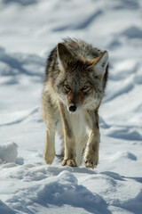 Obraz premium Coyote walking in snow taken in Yellowstone NP