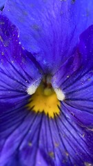 A close up of purple and yellow pansy flower. Purple flower macro photography