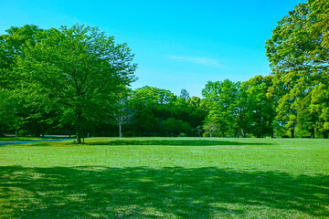 緑の公園