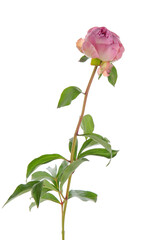 Fototapeta premium Pink peony flower isolated on white background