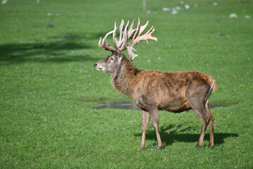 Red deer stag