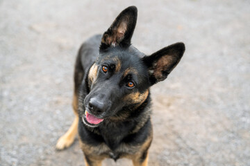 German shepherd dog, black and tan enjoying a walk at a park.