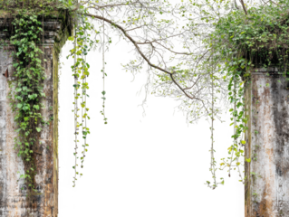 The Last Breath of the Jungle: Old Vines with Moss Remnants