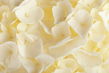 White hydrangea flower as background, closeup
