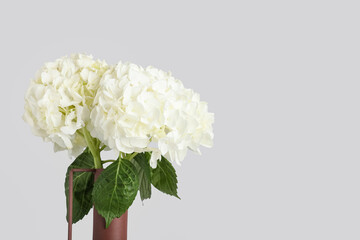 Vase with beautiful hydrangea flowers on white background