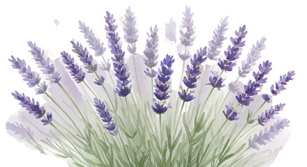 Lavender flowers Watercolor lavender sprig png
 isolated on white