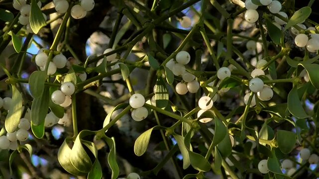 European Mistletoe Berries (Viscum album) Growing Wild in a Tree