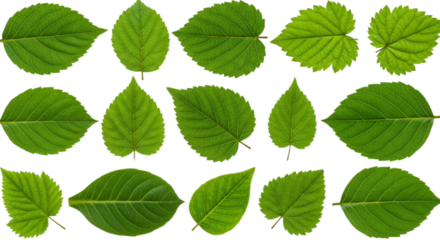 set Leaves Drifting Lazily on the Gentle Current of a Peaceful Stream variety, Isolated on a Transparent Background