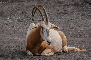 East African Oryx Resting On Barren Ground