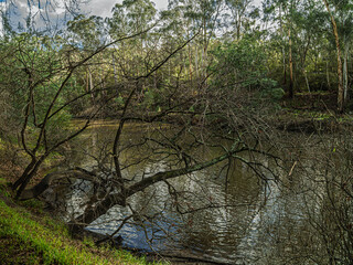 Cold Winter Tree Hangs Over River