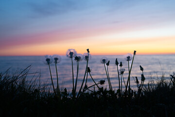 A row of dandelion flowers with single flower heads atop a hollow stem. The clocks or blowballs are seed heads of small, feathery seeds called a pappus. The sky and ocean is orange, pink and pale blue
