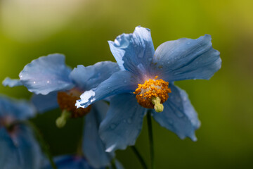 A macro of a rare blue Himalayan poppy with delicate blue and purple colored petals and yellow stamens in the center of the bloom. The background is vibrant, lush green leaves with orange hairs. 