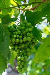 A cluster of the vibrant, lush green color vine of sour green wine seedless grapes growing and hanging on a fruit plant. The grape leaves on the plant are smooth and large in size, with toothed edges.