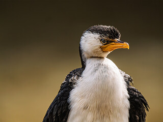 Pied Cormorant Looking Slightly Left