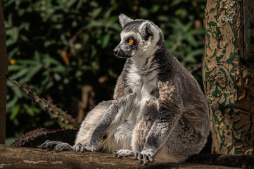 Ring Tailed Lemur Sits On Log