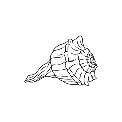 Detailed Line Art of a Lightning Whelk Seashell