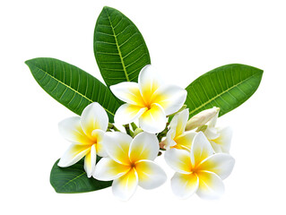 Beautiful white and yellow plumeria flowers with green leaves isolated on transparent background