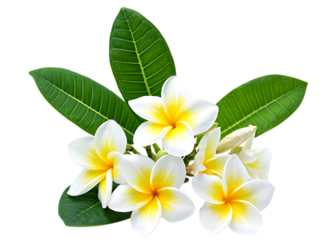 Beautiful white and yellow plumeria flowers with green leaves isolated on transparent background - Powered by Adobe