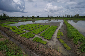 Small rice plant seedling in seed boxes Asian farmers replanting rice paddy