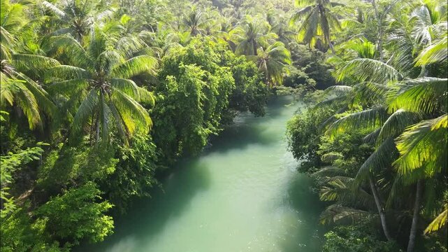 A tranquil, turquoise river flows through a deep gorge, completely enveloped by a lush, dense canopy of tropical jungle and palm trees. Aerial Maron river in Pacitan, Indonesia.