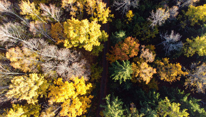 Forest Canopy in Perfect Sunlight Shadow. Autumn Equinox Day concept. Generated Image