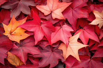 Vibrant autumn leaves