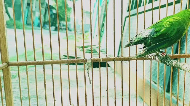 parrot in cage