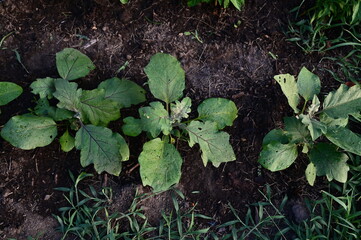 Eggplants
