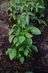 Pepper Plant