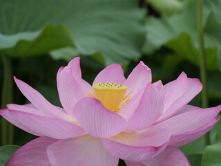 蓮の花が咲いている