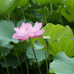 蓮の花が咲いている