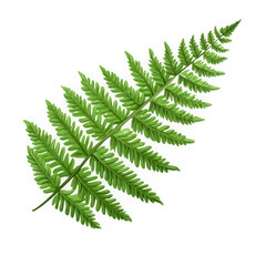 ern leaf isolated on white and transparent background.