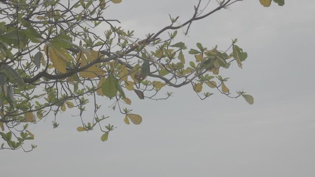 Ketapang Tree Leaves with Clear Blue Sky Background in Tropical Nature  S-Log3