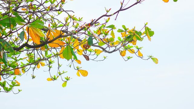Ketapang Tree Leaves with Clear Blue Sky Background in Tropical Nature 