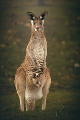 Eastern Grey Kangaroo with joey in the pouch.