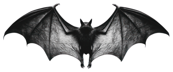 PNG Bat wildlife animal mammal.