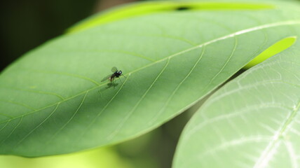 A small black insect perched on a cassava leaf, macro, blurred background
