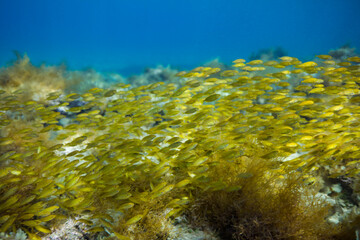 Marine life in the shallows