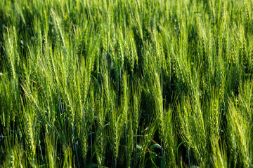 Close up of young wheat crop growing under the summer sun in North Dakota.