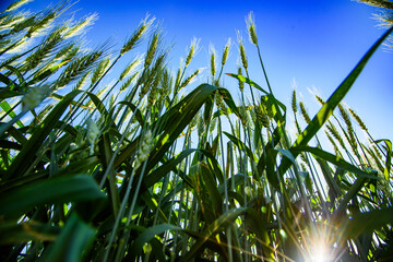 Low angle view of young wheat plants growing under the summer sun in North Dakota,