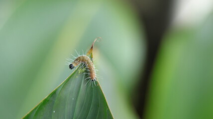 A brown caterpillar with white feathers is on the tip of a leaf, macro, blurred background.