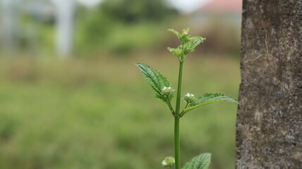 The grass flower buds that appear at the base of the leaves will soon bloom.