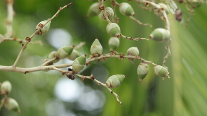 Young palm fruit is round and oval in shape, green, macro, blurred background