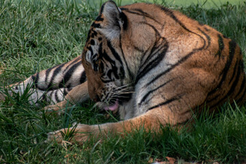 Beautifull big Begal Tiger