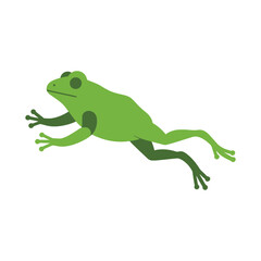 A green frog is jumping, isolated on white background