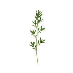 Naklejka premium Green herb branch with fresh leaves isolated on transparency background, natural and vibrant plant detail